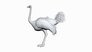 ostrich 3D