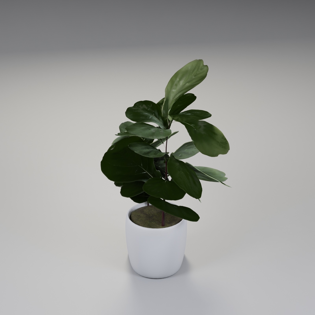 Geigenblattfeige Pflanzen 3D Modell TurboSquid 1608218