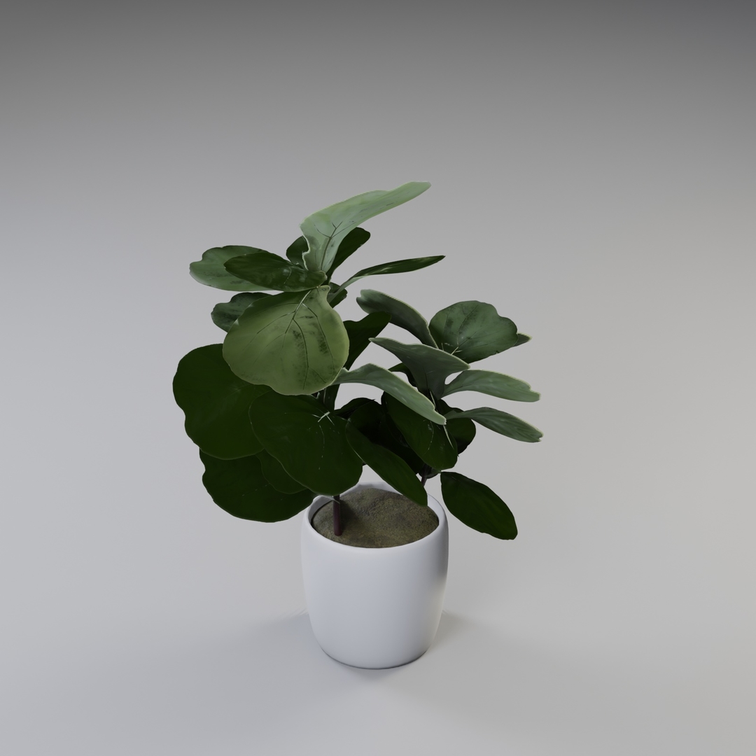 Geigenblattfeige Pflanzen 3D Modell TurboSquid 1608218