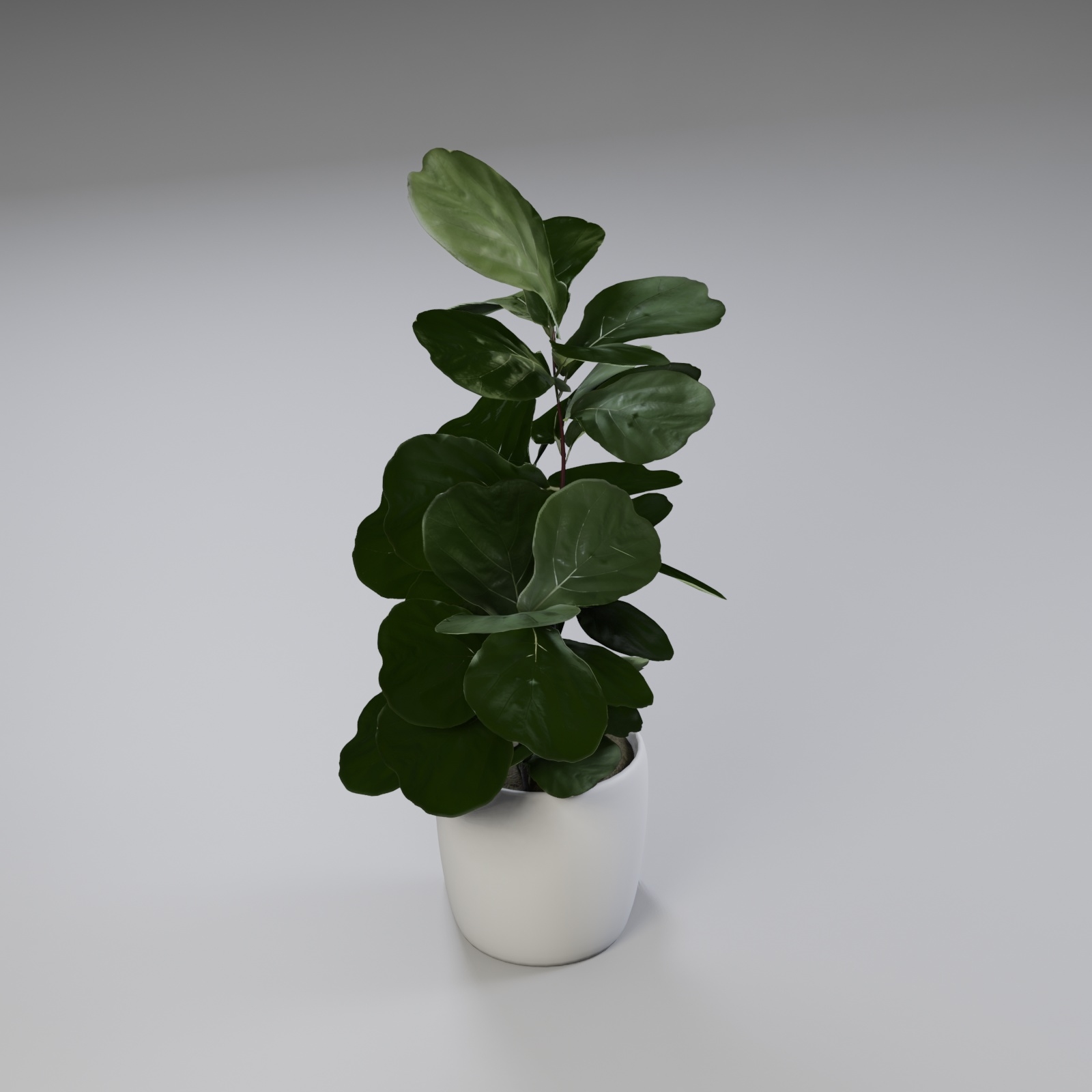 Geigenblattfeige Pflanzen 3D Modell TurboSquid 1608218