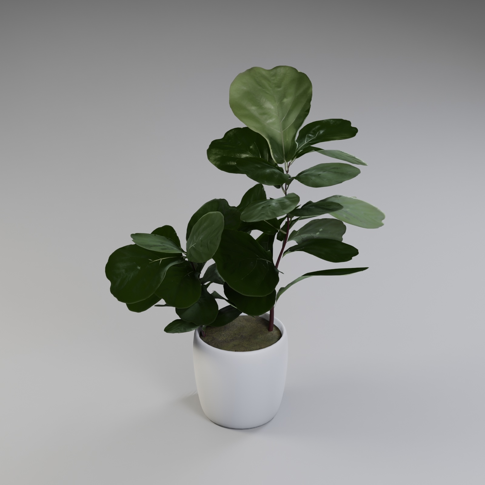 Geigenblattfeige Pflanzen 3D Modell TurboSquid 1608218