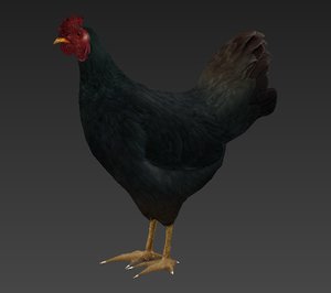 3D black rooster