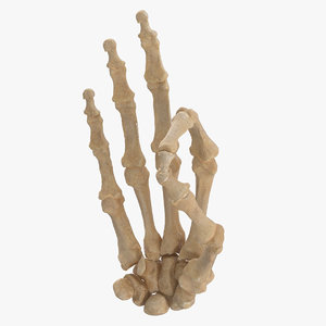 3D human hand bones hole model