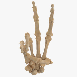 3D model human hand bones peace sign