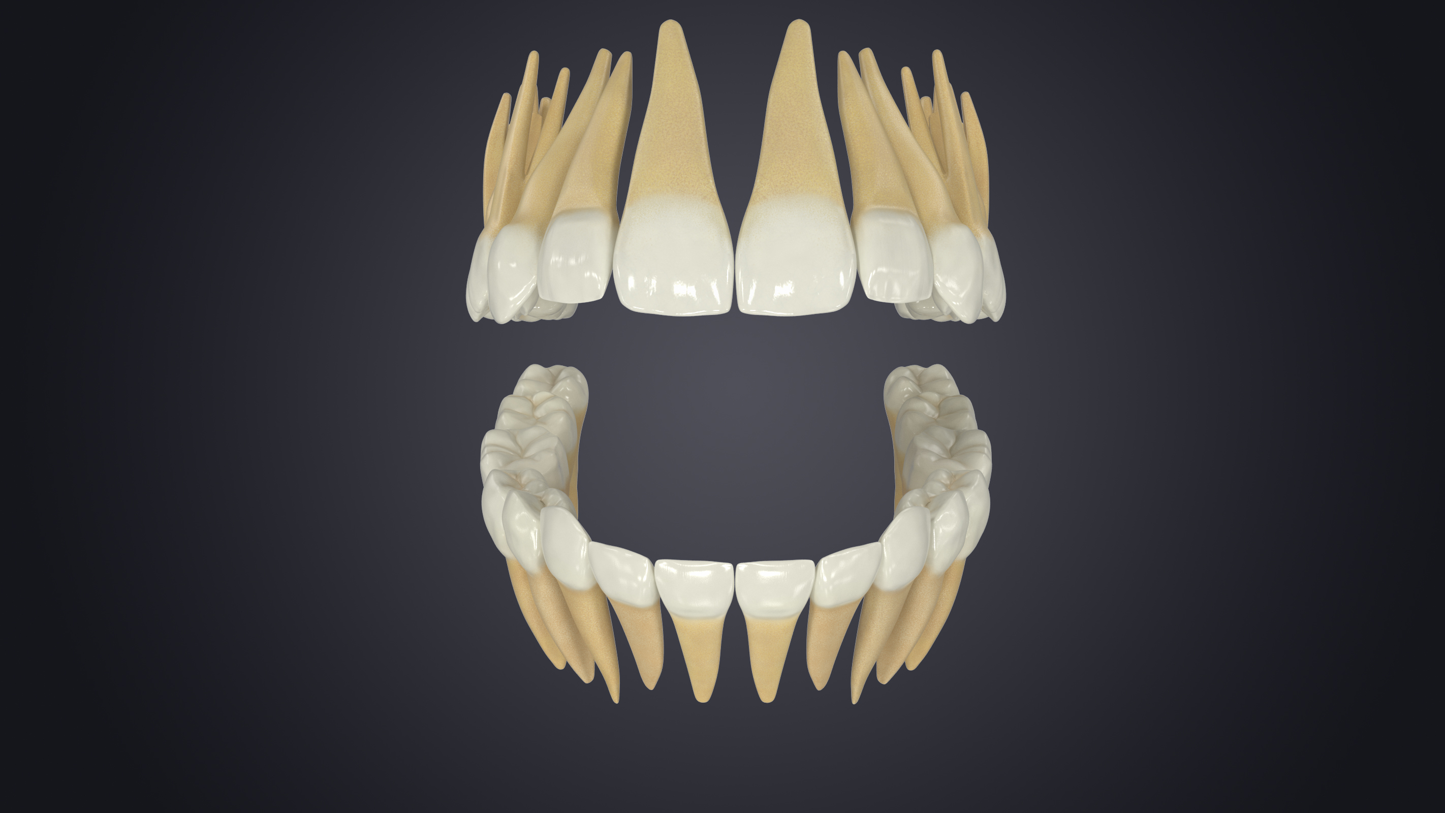3D model permanent teeth - TurboSquid 1609178