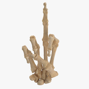 3D human hand bones middle model
