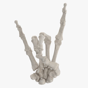 3D model human hand bones white
