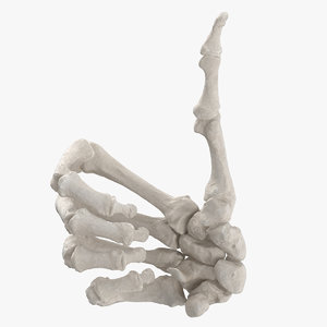 3D human hand bones white