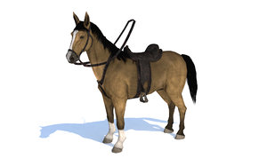3D horse rigged palomino animation