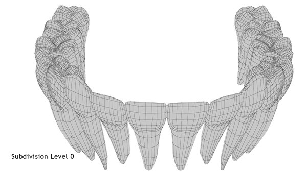 3D model permanent teeth - TurboSquid 1609178