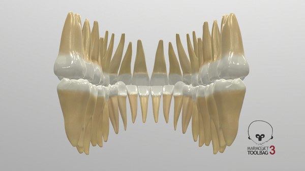 3D model permanent teeth - TurboSquid 1609178