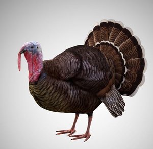 turkey rigged 3D model