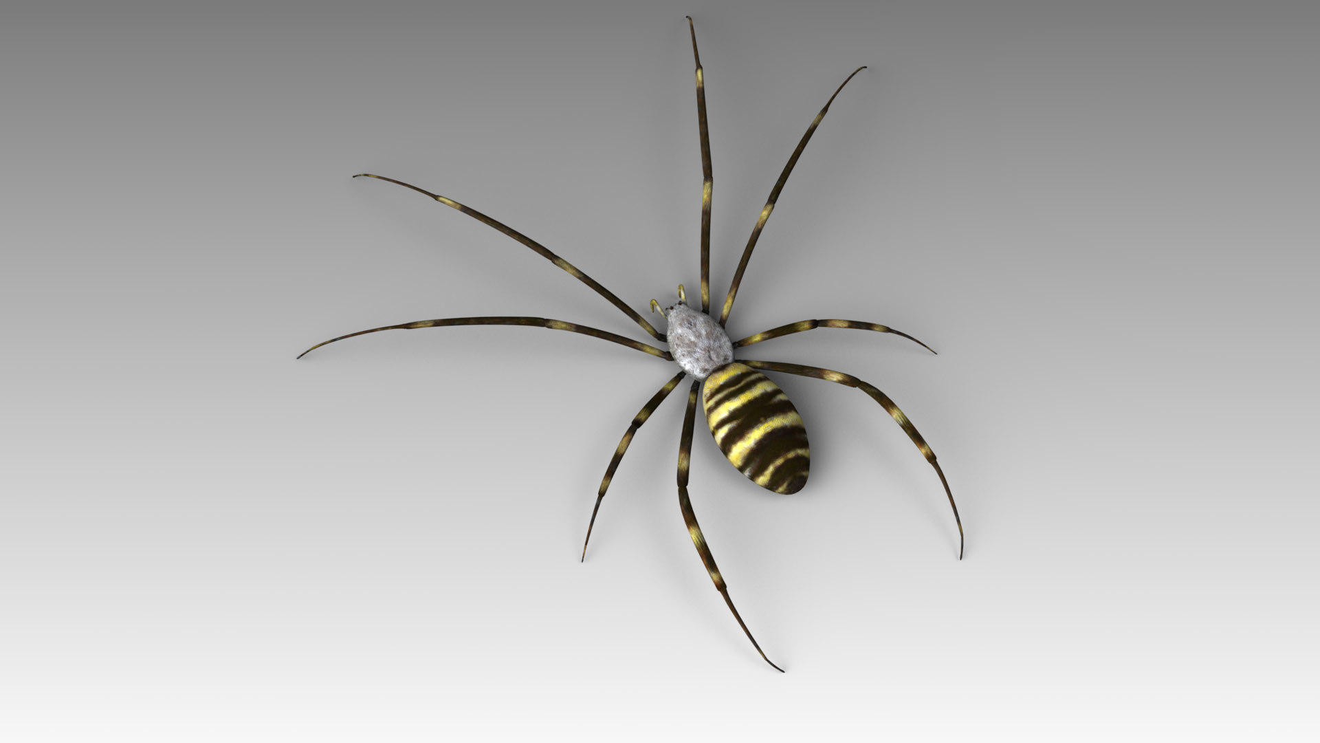 Spider 3D model TurboSquid 1610513