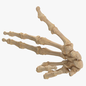 3D human hand bones gun model