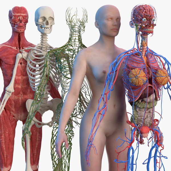 CompleteFemaleBodyAnatomy3dsmodel000.jpg