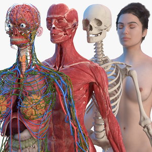 Turbosquid éducation CompleteFemaleBodyAnatomyFurvray3dmodel000.jpg48E5CC69-A1A1-4299-93C4-076BBF9014ADRes300