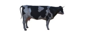 cow 3D model