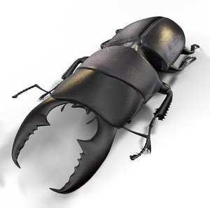 3D stag beetle