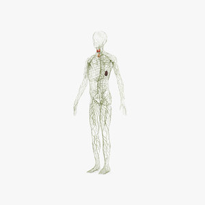 lymphatic lymph 3D model