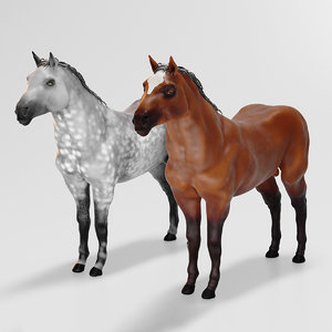 Male stallion horses