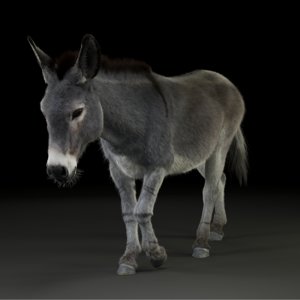 3D donkey asinus animations