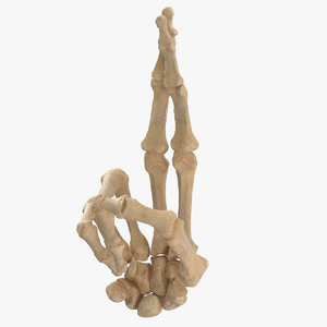 human hand bones good 3D model