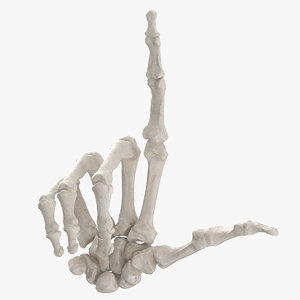 3D model human hand bones white
