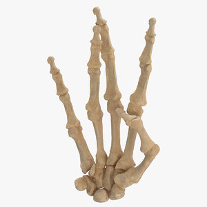 3D human hand bones west