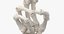 3D human hand bones white model
