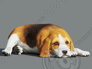 3D model animal dog