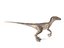 velociraptor rigged animation model