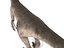 velociraptor rigged animation model