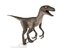 velociraptor rigged animation model