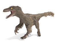Velociraptor Rigged Feathered