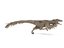 3D velociraptor feathers rigged