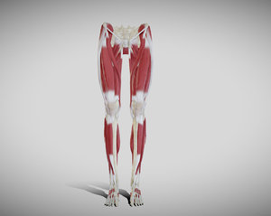 female lower limb anatomy 3D model