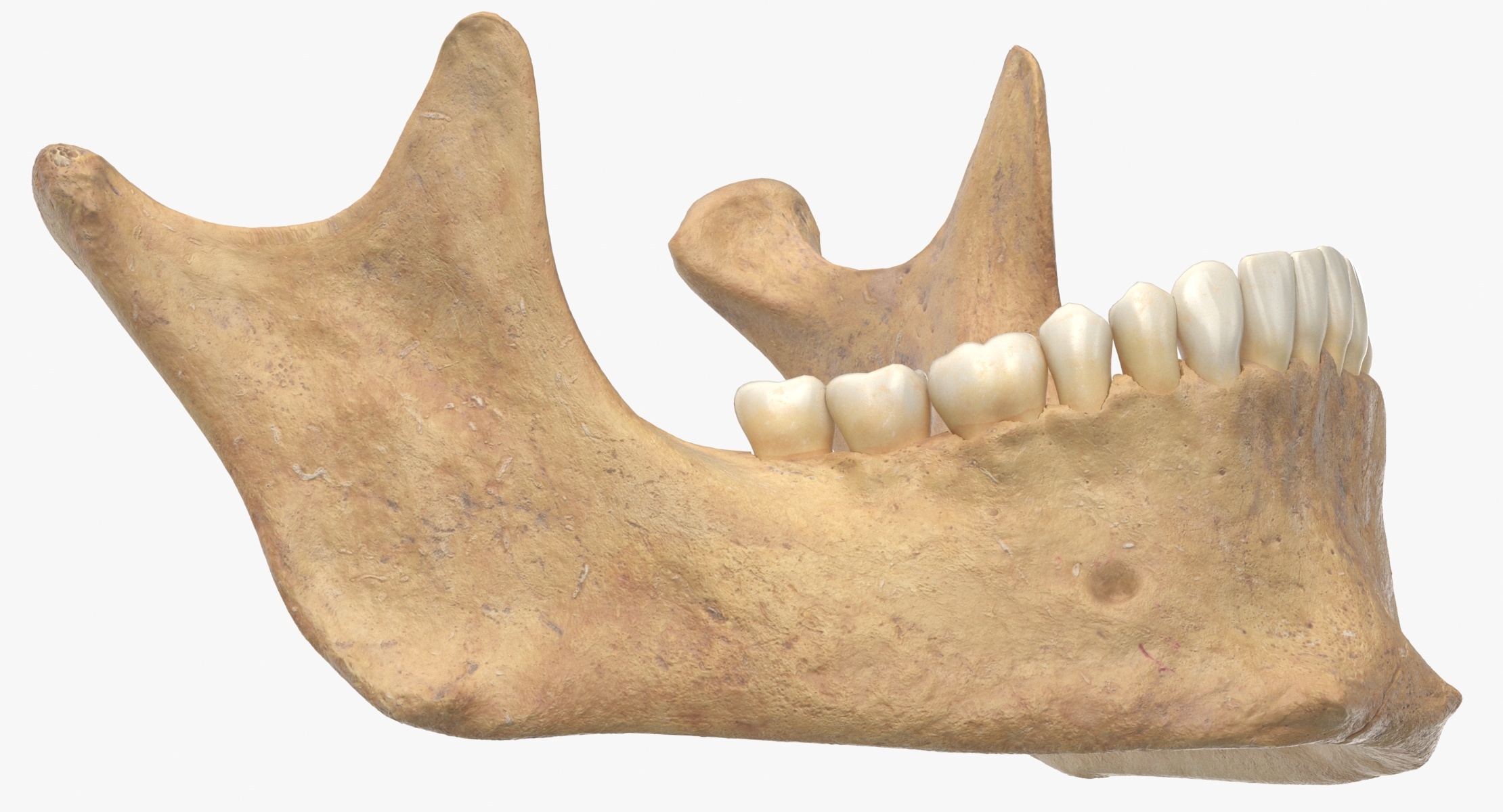 Menschlicher Kieferknochen Unterkiefer 01 mit Zähnen 3DModell TurboSquid 1612146