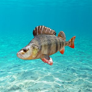 low-poly perch fish animations 3D model