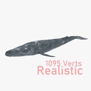 3D realistic blue whale animation model