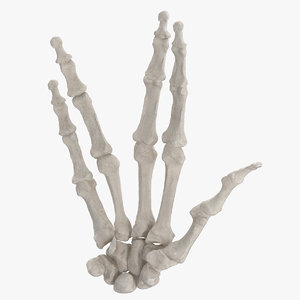 real human hand bones model