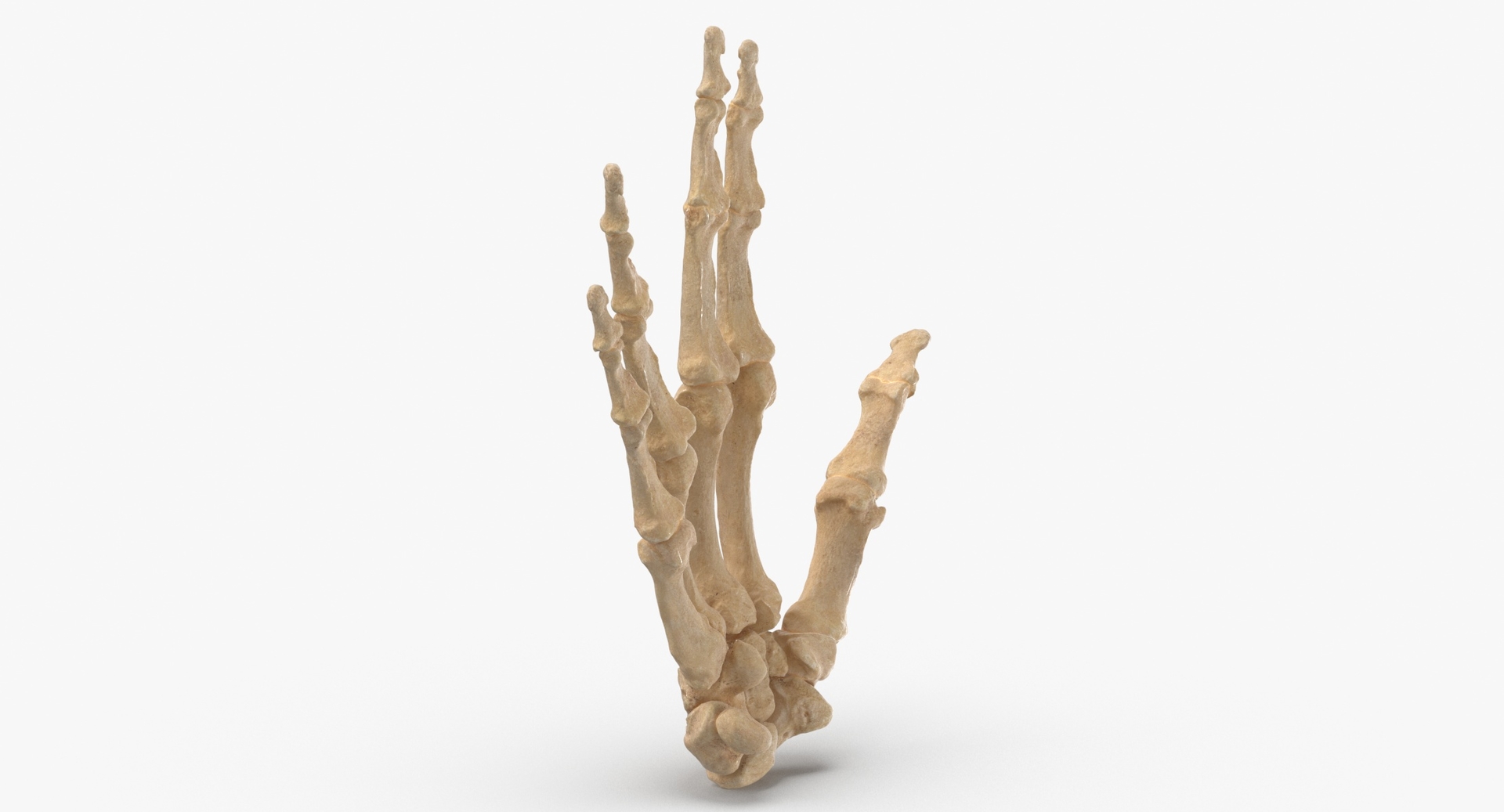 本物の人間の手骨バルカンサイン3Dモデル - TurboSquid 1614328