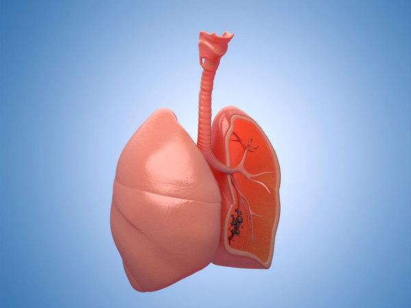 Medicine human lungs organs anatomy 3D model - TurboSquid 1614423