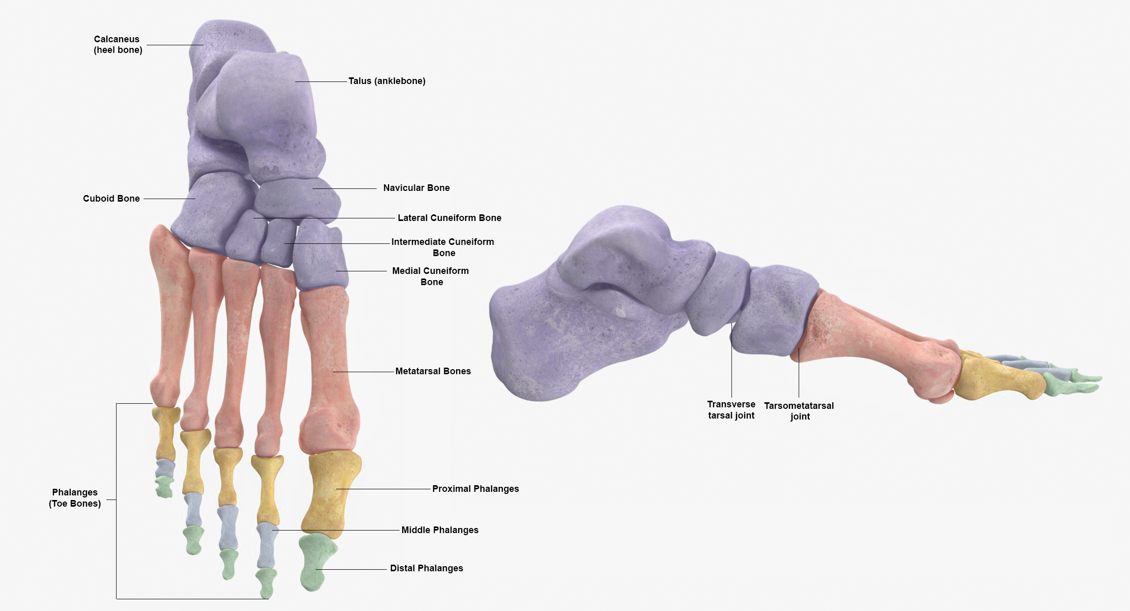 Human foot bones anatomy model - TurboSquid 1538252