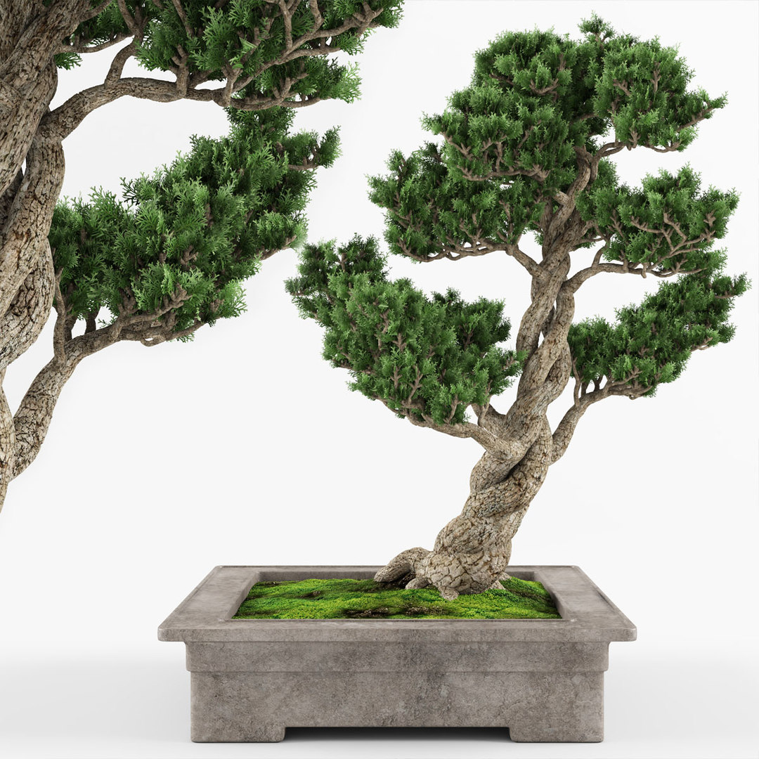 Bonsai decorative tree 3D model TurboSquid 1614634