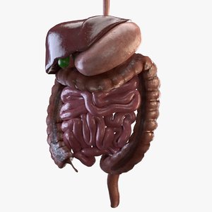 digestive intestine 3D model