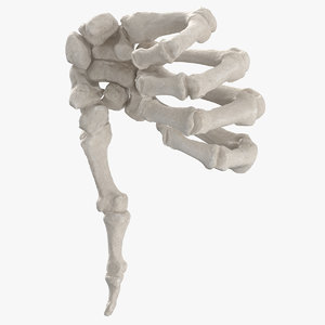 3D real human hand bones