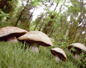 3D mushrooms forrest