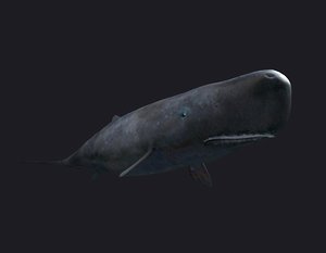 3D sea animals whale sharks model