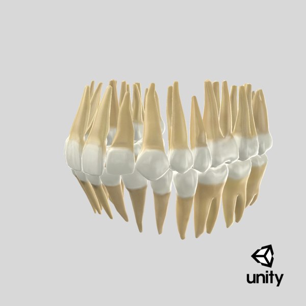 3D model permanent teeth - TurboSquid 1609178