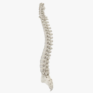 real human spine bones anatomy model